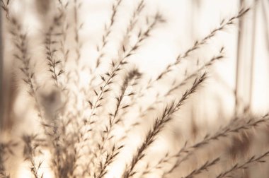 Autumn Hosta Sersemletici Dokularla Ayrıldı