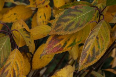 Cesur Ortanca Renkleri. Düşüşün büyüleyici gölgeleri