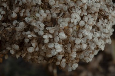 Huysuz Zarafet. Büyüleyici Arkaplanlar İçin Karanlık Ortanca Çiçeğinin Kapanışı