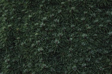 Lush Foliage Close-up of Evergreens  Deep Green Plant Background clipart