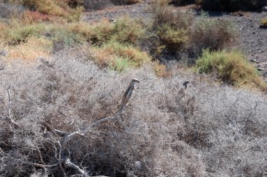 Fuerteventura, Kanarya Adaları, İspanya 'da İki Barbar Sincap (Atlantoxerus getulus)