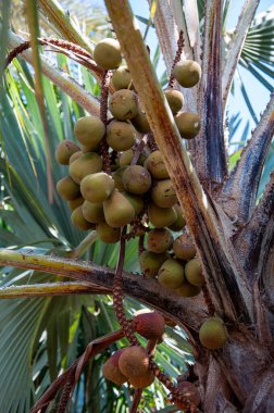 Llala palm fruit hyphaene coriacea clipart