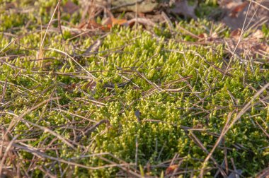 Çam iğneli orman zemininde yakın plan sarı-yeşil yosun.