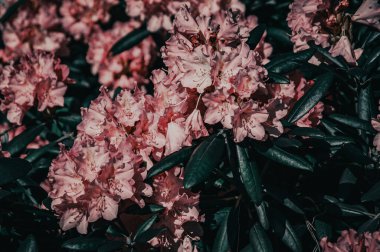 Yumuşak ve bulanık pembe rhododendron çiçeklerinin narin bahar çiçekleri.