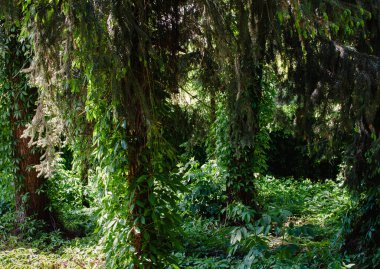 Güzel eski park. Sarmaşıkla kaplanmış ağaçlar. Ormanda gizemli bir yer. Orman temizliği. Ağaç dalları sarmaşıkla kaplanmış. Gizli Bahçe. Güzel doğal manzara