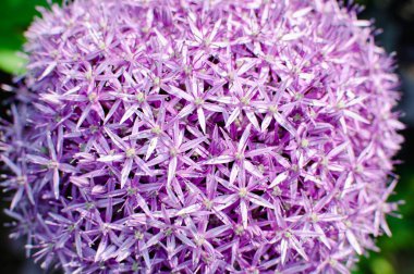 Çiçek açan mor alyum çiçeğinin yakın çekimi