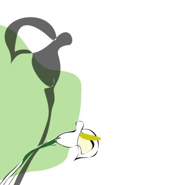 Gölgeli tek bir zambak çiçeği çizimi. Minimalist beyaz zambak çiçekleri yeşil arka planda izole edilmiş. Düğün davetiyesi.