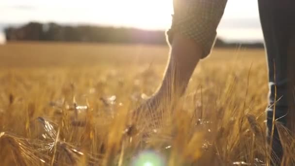 プランテーションで栽培されている小麦の上を移動する男性の手の終わり 若い男は大麦のフィールドを歩いて優しく作物の黄金の耳に触れる 太陽の光が背景に リアビュースローモーション — ストック動画