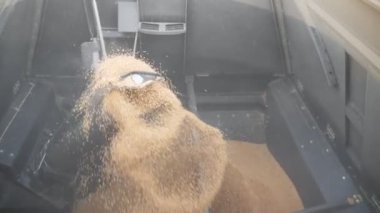 Buğday tanelerini birleştir. Hasat makinesinden kamyon römorkuna düşen sarı kuru çekirdekleri kapatın. Çiftlikte hasat süreci. Agronomi konsepti. Yavaş çekim Ayrıntılı görünüm.