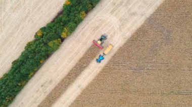 Hava görüntüsü, mısır tanelerini traktör römorkuna yüklerken görülüyor. Tarım makinelerinin üzerinde uçmak tarım arazisinde çalışmak. Hasat konsepti. Döndürme atışı.