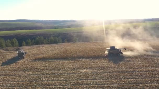 Luftaufnahme Eines Mähdreschers Der Mais Oder Weizen Auf Ackerland Erntet — Stockvideo