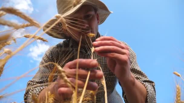 Nízký Pohled Zemědělce Který Zkoumá Pšeničné Uši Obilném Poli Mladý — Stock video