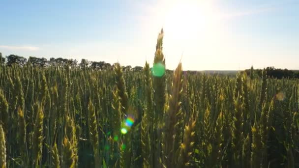 太陽の光を背景に 小麦畑の美しい風景 風に揺れる大麦の長い茎 緑の小花を通して輝く明るい太陽 田舎の絵のような風景 スローモーション — ストック動画