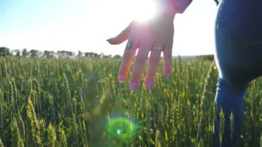 Tanınmayan bir kadın buğday tarlasında elinde çivilerle yürüyor. Yeşil arpa kulaklarına dokunan ve güzel doğa koşullarının tadını çıkaran bir kız. Parlak güneş arka planda parlıyor.