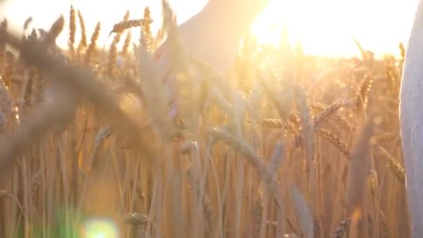 カメラの女性の手の作物の耳に触れる傾向に従う 夏の日没の背景で小麦の茎を撫でる腕の女性の閉鎖 美しい自然景観 自由または農業の概念 スローモ — ストック動画