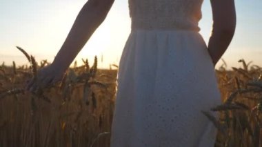 Close up of female hand moving over ripe wheat growing on meadow. Woman walking through grain field and touching golden crop ears. Girl enjoying summer. Beautiful sunset at background. Slow motion.