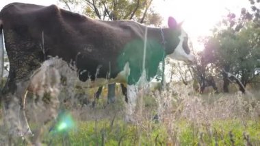 Koca inek çimenlikte duruyor ve sakince bir şeye bakıyor. Güneşli bir günde çayırda otlayan sevimli, dost canlısı bir hayvan. Otlaktaki sığırlar. Manzaranın doğası. Çiftçilik kavramı. Düşük görünüm Yavaş çekim.