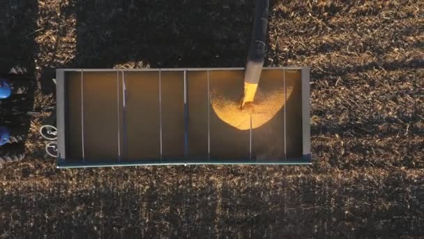将成熟的玉米谷物装卸入拖拉机拖车的俯视图 收获过程中农田的空中拍摄 飞越在田里干活的农业机械 耕作的概念 慢动作 — 图库视频影像