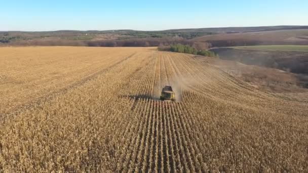農地でのトウモロコシやコムギの収穫を組み合わせた空中ビュー 晴れた日にトウモロコシや大麦の牧草地で作業している収穫機を飛び越える 背景に美しい田園風景 収穫の概念 — ストック動画