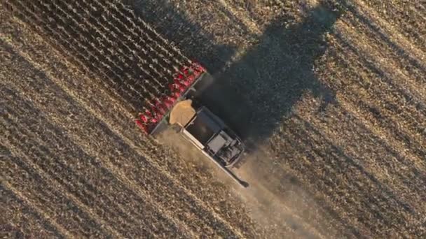 トウモロコシやコムギの収穫を組み合わせたトップビュー 大麦やトウモロコシの茎を切断フィールドの間でゆっくりと乗って収穫機を飛び越える 農場で働く農業機械 収穫の概念 空中射撃 — ストック動画