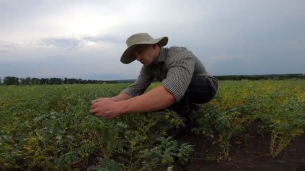 Jonge Boer Zit Bij Kikkererwtenveld Onderzoekt Groene Struiken Bewolkte Dag — Stockvideo