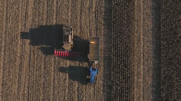 Horní Pohled Kombinovat Nakládání Zralých Zrn Kukuřice Tahače Přívěsu Letecký — Stock video