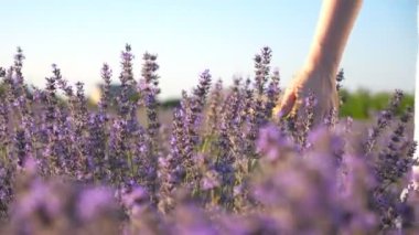 Mor çiçeklere dokunan kadın elini kapat. Lavanta tarlasında yürüyen ve çiçek açan bitkilerin tadını çıkaran bir kadın. Çiçekli çayırlarda gezinen bir kız. Arka plan bulanık. Yaz kavramı. Yavaş çekim.