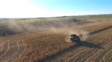Çağdaş hasat makinesinin üzerinde uçmak güneşli bir günde tarlada olgun mısır hasadı toplamak. Kırsal kesimlerde sürüşü birleştirip sarı mısır saplarını kesiyor. Hasat sırasında tarlaların havadan görüntüsü. Yavaş çekim.