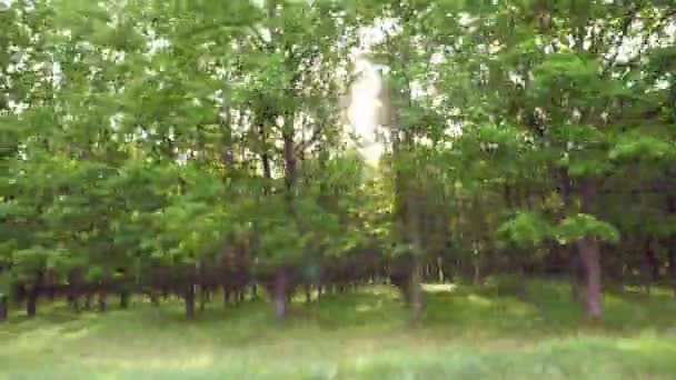 Point View Window Moving Car Green Forest Sunny Day Sunlight — Wideo stockowe