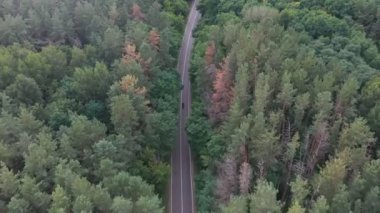 Orman yolunda motosikletli bir adam. Motosikletli, kır yolunda motosikletiyle yarışıyor. Yolculuk sırasında bisiklet süren adam. Seyahat sırasında motorcu. Özgürlük ve yolculuk kavramı. Hava Görüntüsü Üst Görünüm.