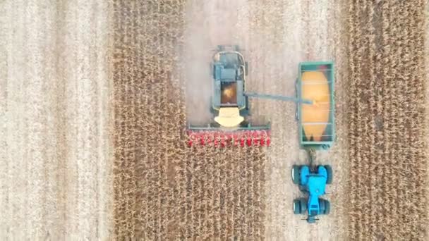 Luftaufnahme Eines Mähdreschers Der Maiskörner Einen Traktoranhänger Lädt Blick Von — Stockvideo