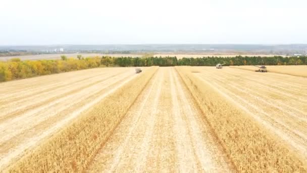 Luchtopname Van Landbouwgrond Tijdens Het Oogstproces Uitzicht Van Hoge Naar — Stockvideo