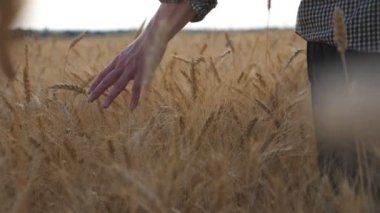 Çayırda yetişen olgunlaşmış buğday üzerinde hareket eden erkek elinin yakın çekimi. Genç çiftçi mısır gevreği tarlasında yürüyor ve nazikçe mahsulün altın kulaklarına dokunuyor. Tarım konsepti. Düşük görünüm Yavaş çekim.