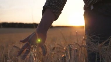 Genç çiftçi arpa tarlasında yürüyor ve altın kulaklı kol ekinleriyle okşuyor. Erkek el, çayırda yetişen olgun buğday üzerinde hareket eder. Tarım sektörü konsepti. Arkaplanda güneş ışığı.
