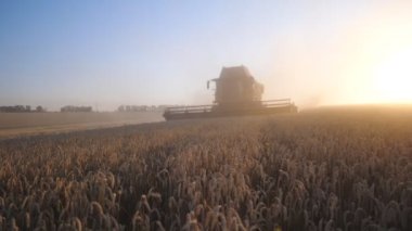 Hasat işçisi gün batımında tarlada olgunlaşmış buğday topluyor. Kırsal kesimlerde at sürmeyi, sarı arpa saplarını kesmeyi birleştir. Arkaplanda günbatımı olan tahıl tarlası manzarası. Yavaş çekim.