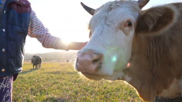 Unrecognizable Little Girl Giving Some Tasty Fruits Cow Curious Friendly — Stock Video
