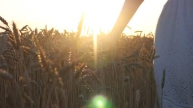 Kamera, kadının eli kulağına hafifçe dokunuyor. Tahıl tarlasında yürüyen ve yaz günbatımının tadını çıkaran beyaz elbiseli tasasız bir kadın. Özgürlük ya da tarım kavramı. Yavaş çekim.