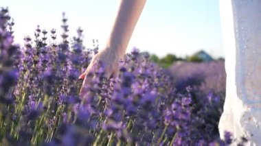Kadın eli nazikçe mor çiçeklerin tepesine dokunuyor. Kolunu açan lavanta çiçeğinin üzerinde gezdiren bir kadın. Çiçekli çayırlarda yürüyen bir kız. Doğa geçmişi. Yaz ya da rahatlama konsepti. Yavaş çekim.