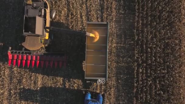 トラクタートレーラーに熟したトウモロコシの穀物をオフロード結合のトップビュー 収穫中の農地の空中撮影 畑で働く農業機械を飛び越える 農業の概念 スローモ — ストック動画