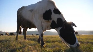 İnek çimenlikte ya da tarlada taze yeşil ot yiyor. Otlaktaki sığır sürüsü. Arka planda güneş ışığı olan güzel bir kırsal alan. Çiftçilik kavramı. Kırsal alan manzarası. Dolly 'yi yakın çekim.