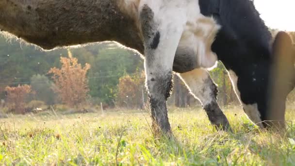Закройте Голову Коровы Стоящей Газоне Поедающей Зеленую Свежую Траву Милые — стоковое видео