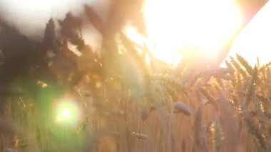 Kamera, kadının eli kulağına hafifçe dokunuyor. Gün batımında altın buğday saplarını okşayan kızın kollarını kapatın. Olgun tahıl bitkileri sıcak güneşin altında sallanıyor. Hasat konsepti. Yavaş çekim.