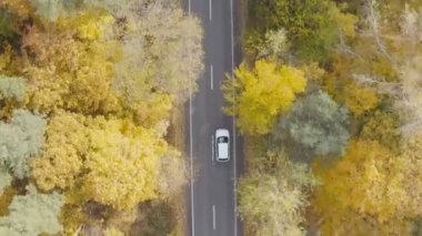 Sarı sonbahar ormanlarında yol boyunca giden beyaz arabanın üst görüntüsü. Sonbaharda kırsal bölgede araba kullanmak. Güzel bir sonbahar sezonunda arazi manzarası boyunca giden bir SUV. Seyahat konsepti. Hava görüntüsü.