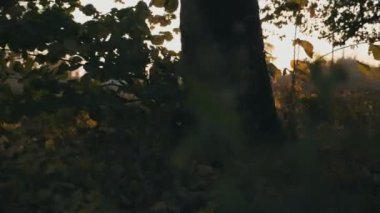 Kamera, sonbahar parkında koşan ve düşen yapraklara basan erkek atleti takip ediyor. Adam gün batımında dışarıda antrenman yapıyor. Gün batımı parktaki çimleri aydınlatır. Yavaş çekim