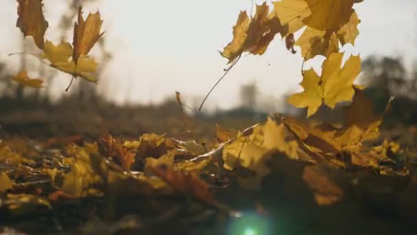 Sonbahar Ormanlarında Yere Düşen Sarı Akçaağaç Yaprakları Hakkında Ayrıntılı Görünüm — Stok video