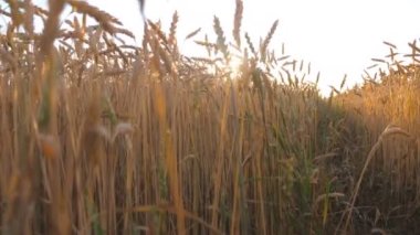 Unrecognizable woman in white dress walking through field with ripe wheat and touching golden crop ears. Girl enjoying summer nature or freedom outdoor. Beautiful sunset at background. Slow motion.