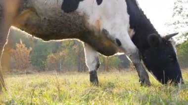 Çimenlikte duran ineği kapat ve taze yeşil ot ye. Güneşli bir günde çayırda otlayan sevimli, dost canlısı bir hayvan. Otlaktaki sığırlar. Manzaranın doğası. Çiftçilik kavramı. Yavaş çekim.