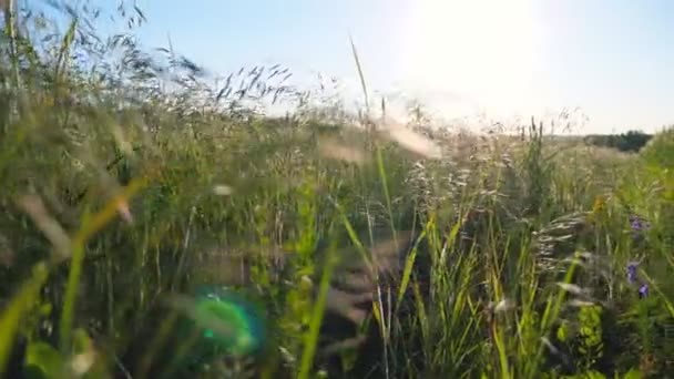 Belle Scène Nature Prairie Verte Avec Végétation Sauvage Lumineux Soleil — Video