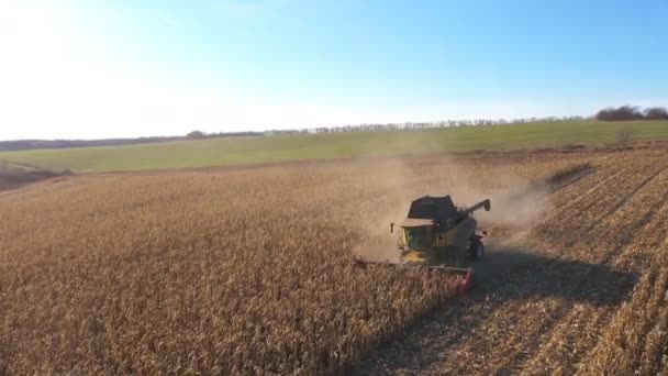 Aerial View Combine Gathering Corn Crop Wheat Farmland Flying Harvester — Stock Video