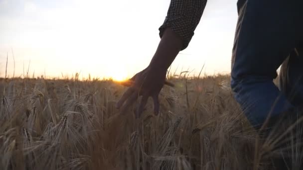 Męskie Ramię Agronomiczne Przemieszcza Się Nad Dojrzałą Pszenicą Rosnącą Łące — Wideo stockowe
